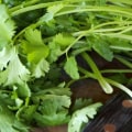 Everything You Need to Know About Cilantro