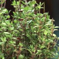 Thyme: An Overview