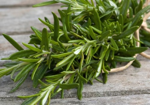 Everything You Need to Know About Rosemary
