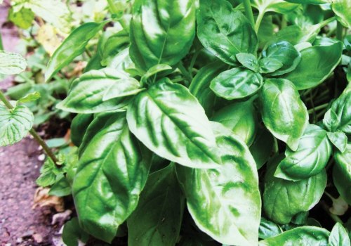 Basil - An Introduction to the Herb