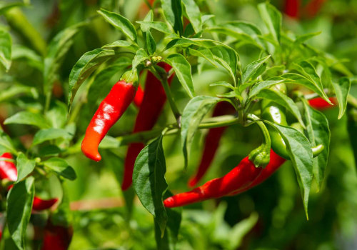 Exploring Cayenne Pepper: A Spicy Exploration